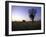 Trees at Sunset, South Africa-Ryan Ross-Framed Photographic Print