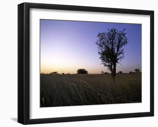 Trees at Sunset, South Africa-Ryan Ross-Framed Photographic Print