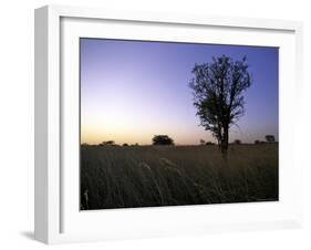 Trees at Sunset, South Africa-Ryan Ross-Framed Photographic Print