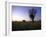 Trees at Sunset, South Africa-Ryan Ross-Framed Photographic Print