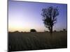 Trees at Sunset, South Africa-Ryan Ross-Mounted Photographic Print