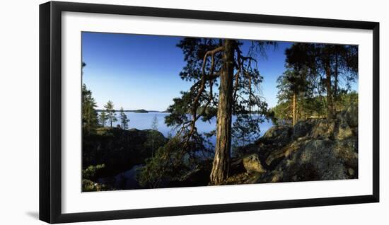 Trees at the Lakeside, Saimaa, Puumala, Southern Savonia, Eastern Finland, Finland-null-Framed Photographic Print