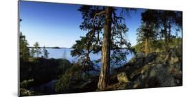 Trees at the Lakeside, Saimaa, Puumala, Southern Savonia, Eastern Finland, Finland-null-Mounted Photographic Print