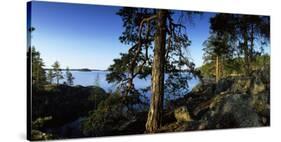 Trees at the Lakeside, Saimaa, Puumala, Southern Savonia, Eastern Finland, Finland-null-Stretched Canvas