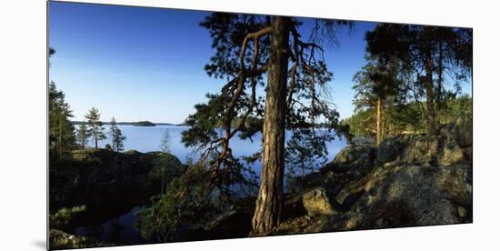 Trees at the Lakeside, Saimaa, Puumala, Southern Savonia, Eastern Finland, Finland-null-Mounted Photographic Print