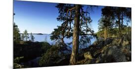 Trees at the Lakeside, Saimaa, Puumala, Southern Savonia, Eastern Finland, Finland-null-Mounted Photographic Print