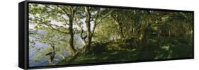 Trees at the Seaside, Kenmare, County Kerry, Munster, Republic of Ireland-null-Framed Stretched Canvas