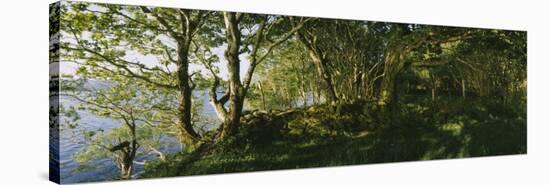 Trees at the Seaside, Kenmare, County Kerry, Munster, Republic of Ireland-null-Stretched Canvas