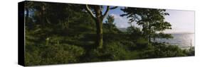 Trees at the Seaside, Kenmare, County Kerry, Munster, Republic of Ireland-null-Stretched Canvas