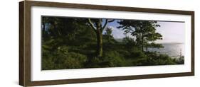 Trees at the Seaside, Kenmare, County Kerry, Munster, Republic of Ireland-null-Framed Photographic Print