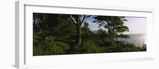 Trees at the Seaside, Kenmare, County Kerry, Munster, Republic of Ireland-null-Framed Photographic Print