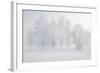 Trees at the Wintry Kochelsee, Tolzer Country, Bavaria, Germany-Rainer Mirau-Framed Photographic Print