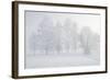 Trees at the Wintry Kochelsee, Tolzer Country, Bavaria, Germany-Rainer Mirau-Framed Photographic Print