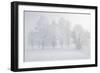 Trees at the Wintry Kochelsee, Tolzer Country, Bavaria, Germany-Rainer Mirau-Framed Photographic Print