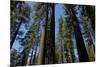 Trees at Tuolumne Sequoia Grove, Crane Flat, Yosemite NP, California-David Wall-Mounted Photographic Print