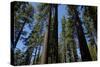 Trees at Tuolumne Sequoia Grove, Crane Flat, Yosemite NP, California-David Wall-Stretched Canvas