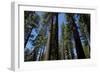 Trees at Tuolumne Sequoia Grove, Crane Flat, Yosemite NP, California-David Wall-Framed Photographic Print