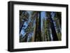 Trees at Tuolumne Sequoia Grove, Crane Flat, Yosemite NP, California-David Wall-Framed Photographic Print