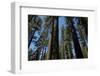 Trees at Tuolumne Sequoia Grove, Crane Flat, Yosemite NP, California-David Wall-Framed Photographic Print