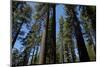 Trees at Tuolumne Sequoia Grove, Crane Flat, Yosemite NP, California-David Wall-Mounted Photographic Print