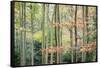 Trees, Autumn, Leigh Woods, Bristol, England, United Kingdom, Europe-Bill Ward-Framed Stretched Canvas