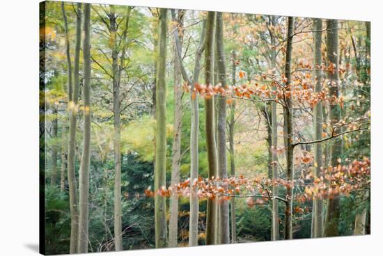 Trees, Autumn, Leigh Woods, Bristol, England, United Kingdom, Europe-Bill Ward-Stretched Canvas