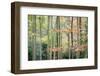 Trees, Autumn, Leigh Woods, Bristol, England, United Kingdom, Europe-Bill Ward-Framed Photographic Print