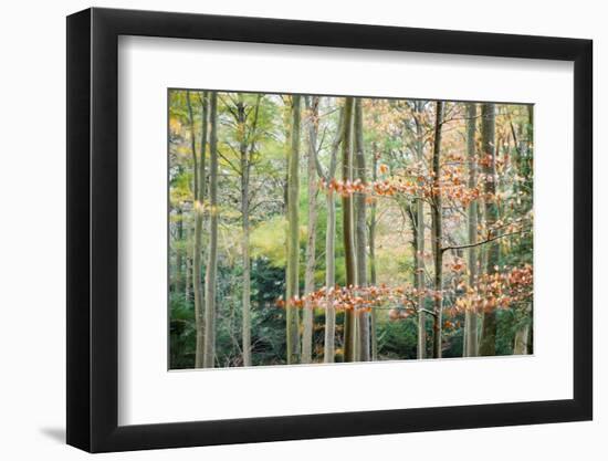 Trees, Autumn, Leigh Woods, Bristol, England, United Kingdom, Europe-Bill Ward-Framed Photographic Print