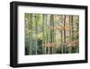 Trees, Autumn, Leigh Woods, Bristol, England, United Kingdom, Europe-Bill Ward-Framed Photographic Print