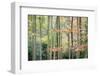 Trees, Autumn, Leigh Woods, Bristol, England, United Kingdom, Europe-Bill Ward-Framed Photographic Print