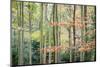 Trees, Autumn, Leigh Woods, Bristol, England, United Kingdom, Europe-Bill Ward-Mounted Photographic Print