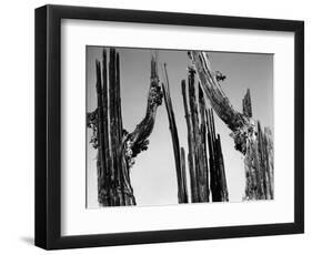 Trees, Baja, c. 1965-Brett Weston-Framed Photographic Print