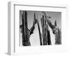 Trees, Baja, c. 1965-Brett Weston-Framed Photographic Print