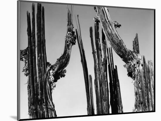 Trees, Baja, c. 1965-Brett Weston-Mounted Photographic Print