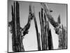 Trees, Baja, c. 1965-Brett Weston-Mounted Photographic Print