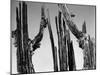 Trees, Baja, c. 1965-Brett Weston-Mounted Premium Photographic Print