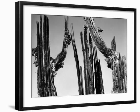 Trees, Baja, c. 1965-Brett Weston-Framed Photographic Print