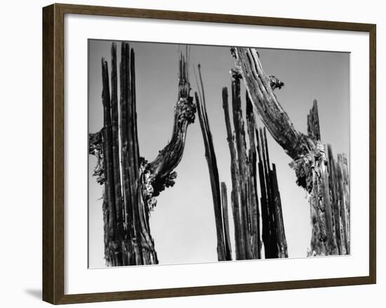 Trees, Baja, c. 1965-Brett Weston-Framed Photographic Print