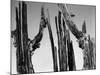 Trees, Baja, c. 1965-Brett Weston-Mounted Photographic Print