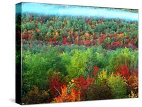 Trees, Baxter State Park, ME-Peter Adams-Stretched Canvas