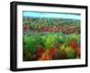 Trees, Baxter State Park, ME-Peter Adams-Framed Photographic Print