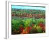 Trees, Baxter State Park, ME-Peter Adams-Framed Photographic Print