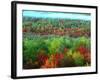 Trees, Baxter State Park, ME-Peter Adams-Framed Photographic Print