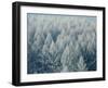 Trees Biei-Cho Hokkaido-null-Framed Photographic Print