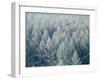 Trees Biei-Cho Hokkaido-null-Framed Photographic Print