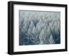 Trees Biei-Cho Hokkaido-null-Framed Photographic Print