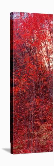 Trees, Big Tooth Maples, West Fork of Oak Creek, Arizona, USA-null-Stretched Canvas