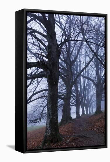 Trees, Black Poplars, Late Autumn-Herbert Kehrer-Framed Stretched Canvas