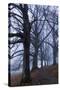 Trees, Black Poplars, Late Autumn-Herbert Kehrer-Stretched Canvas