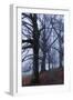 Trees, Black Poplars, Late Autumn-Herbert Kehrer-Framed Photographic Print